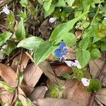 Commelina cyanea Flor