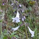 Salvia lyrata Blüte