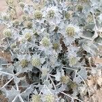 Eryngium maritimumFlower