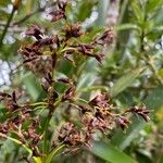 Machaerina iridifolia Floare