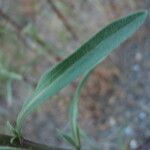 Erigeron acris Foglia