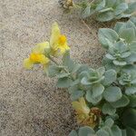 Linaria thymifolia Hoja