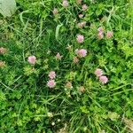 Trifolium medium Yaprak