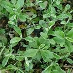 Antennaria parvifolia Feuille