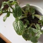 Fittonia albivenis Blatt