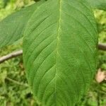 Frangula purshiana Leaf