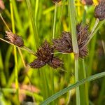 Bolboschoenus maritimus 果實