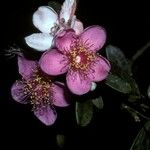 Rhodomyrtus tomentosa Flower