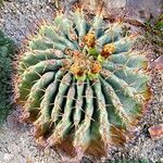 Ferocactus pottsii Celota