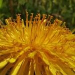 Taraxacum palustre 花
