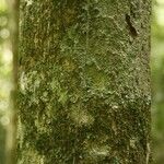 Siparuna decipiens Kabuk