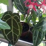 Anthurium crystallinum Hoja