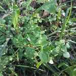 Stellaria apetala Leaf