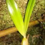 Bulbophyllum comorianum Otro