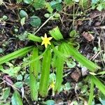 Hypoxis decumbens Hàbitat