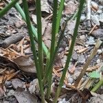 Juncus balticus Кора