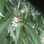 Acacia auriculiformis Fruchs