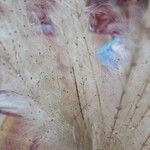 Desmostachya bipinnata Květ