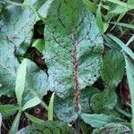 Rumex sanguineus Blad