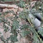 Vachellia niloticaЛист