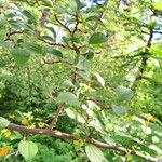 Cotoneaster hebephyllus Leaf