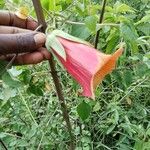 Canarina abyssinica