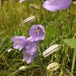 Campanula mediumBlodyn