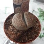 Lithops fulviceps Лист