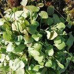 Claytonia rubra Blatt