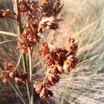 Juncus acutus Fruit