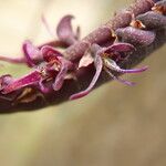 Bulbophyllum sandersonii Fiore