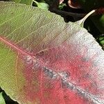 Photinia fraseri Leaf