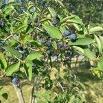 Amelanchier ovalis Medik.Fruit