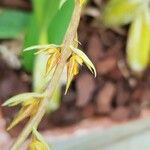 Bulbophyllum rufinum Fiore