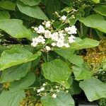 Catalpa ovata পাতা