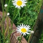 Leucanthemum ircutianum Outro