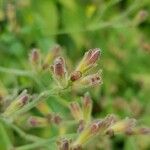 Strobilanthes attenuata Muu