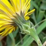 Reichardia picroides Flower