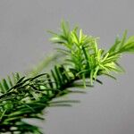 Taxus canadensis 葉