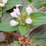 Richardia brasiliensis Flower