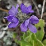 Veronica bellidioides Blomst