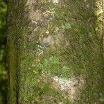 Poecilanthe hostmannii Corteza