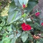 Rosa × odorata Flor