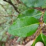 Olax psittacorum Leaf