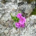 Primula hirsuta Flower