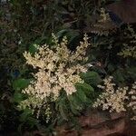 Ligustrum lucidumফুল