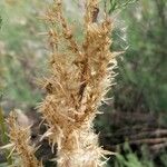 Myricaria germanica Fruit