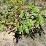 Banksia robur पत्ता