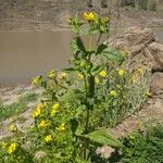 Guizotia abyssinica Blatt