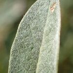 Salix repens Φύλλο